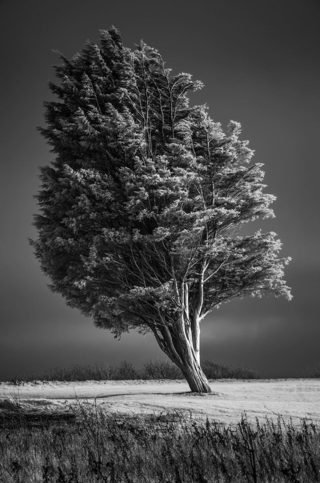 Solus III by Ed Allen.png